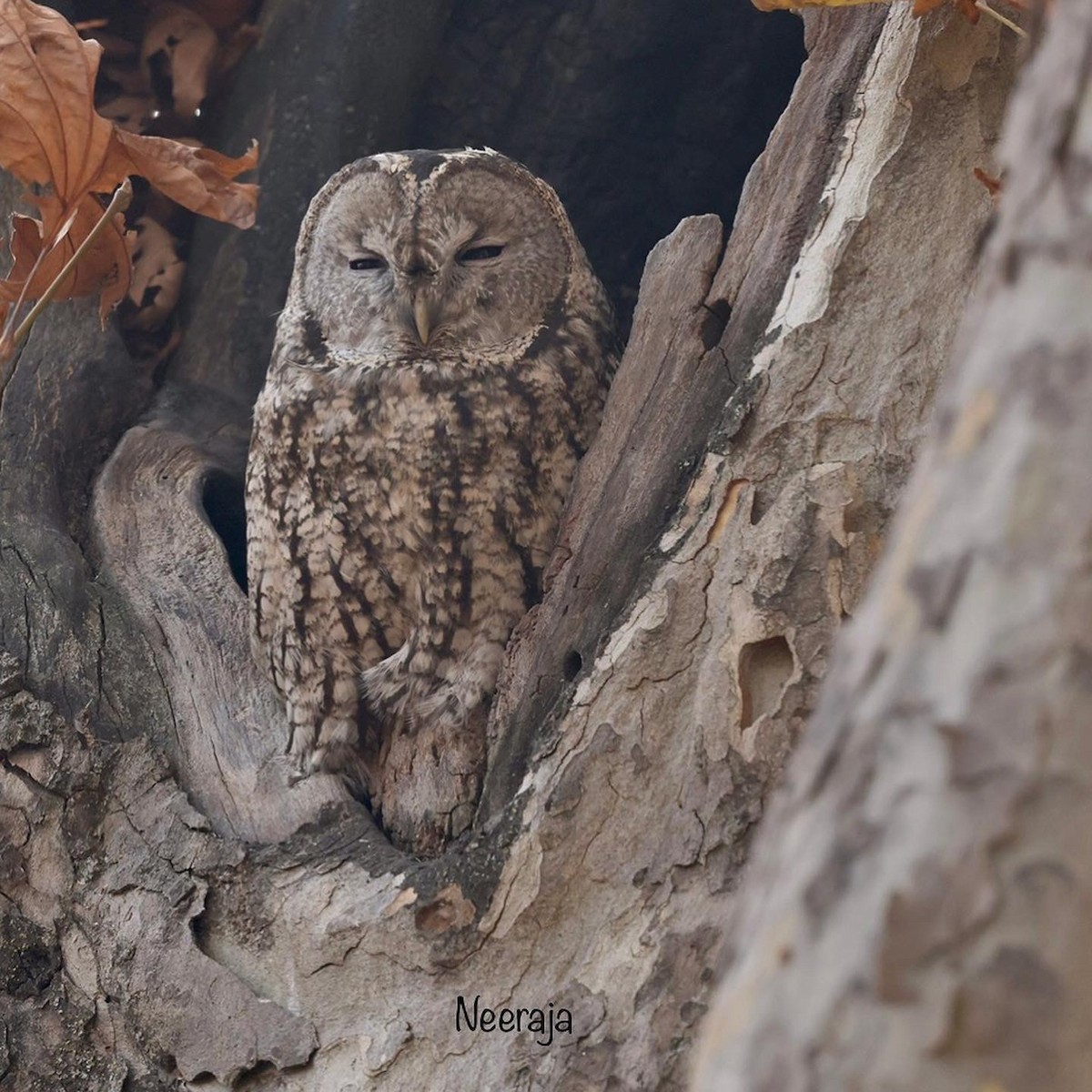 Tawny Owl - ML390622281