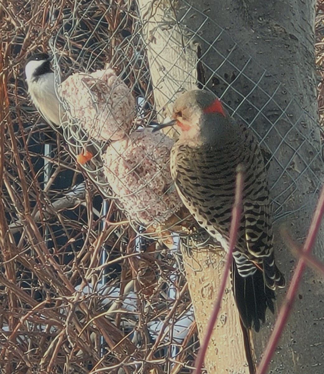 Northern Flicker (Red-shafted) - ML390622521