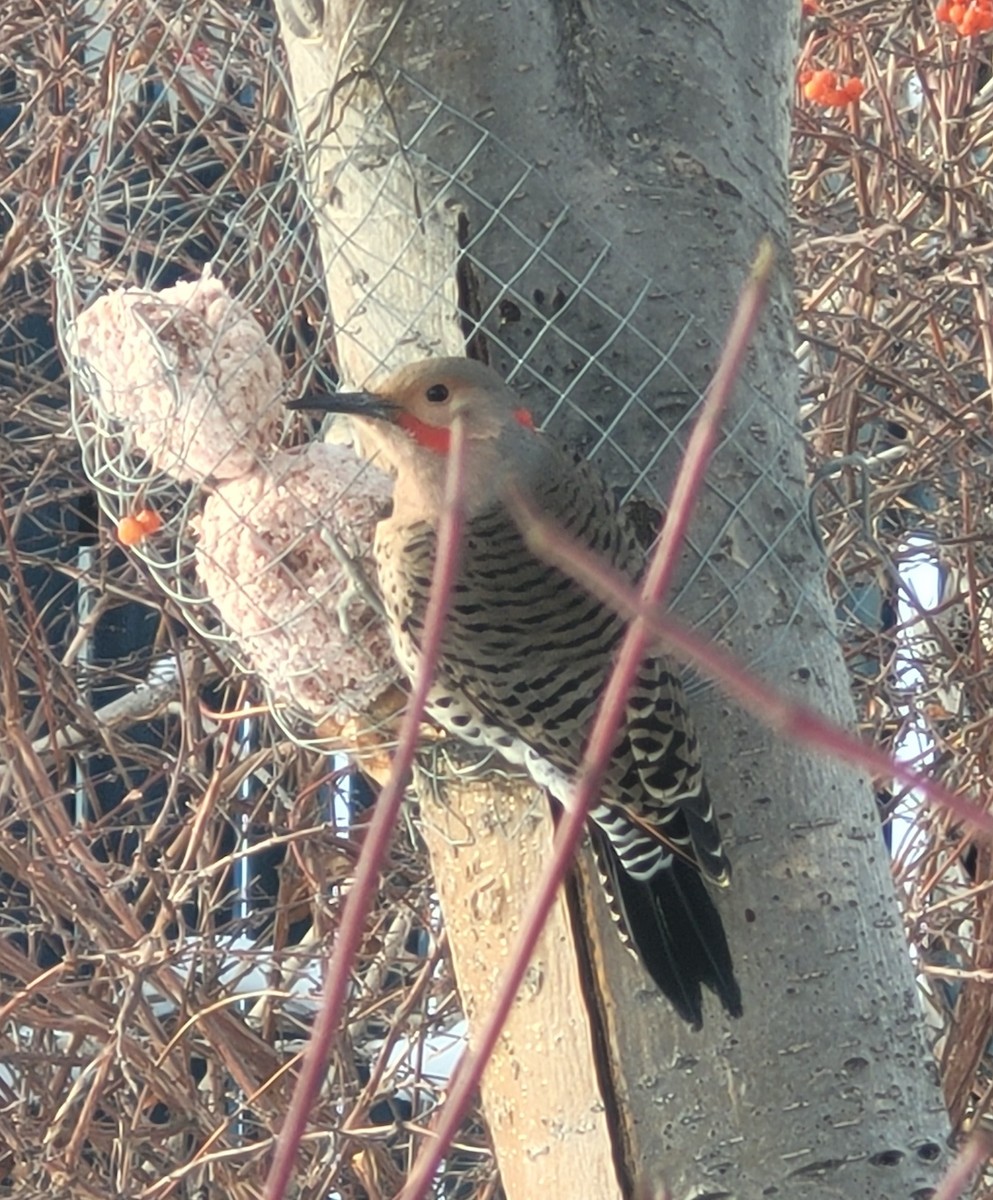 Northern Flicker (Red-shafted) - ML390622541