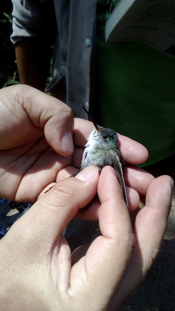 Azure-crowned Hummingbird - ML390632061