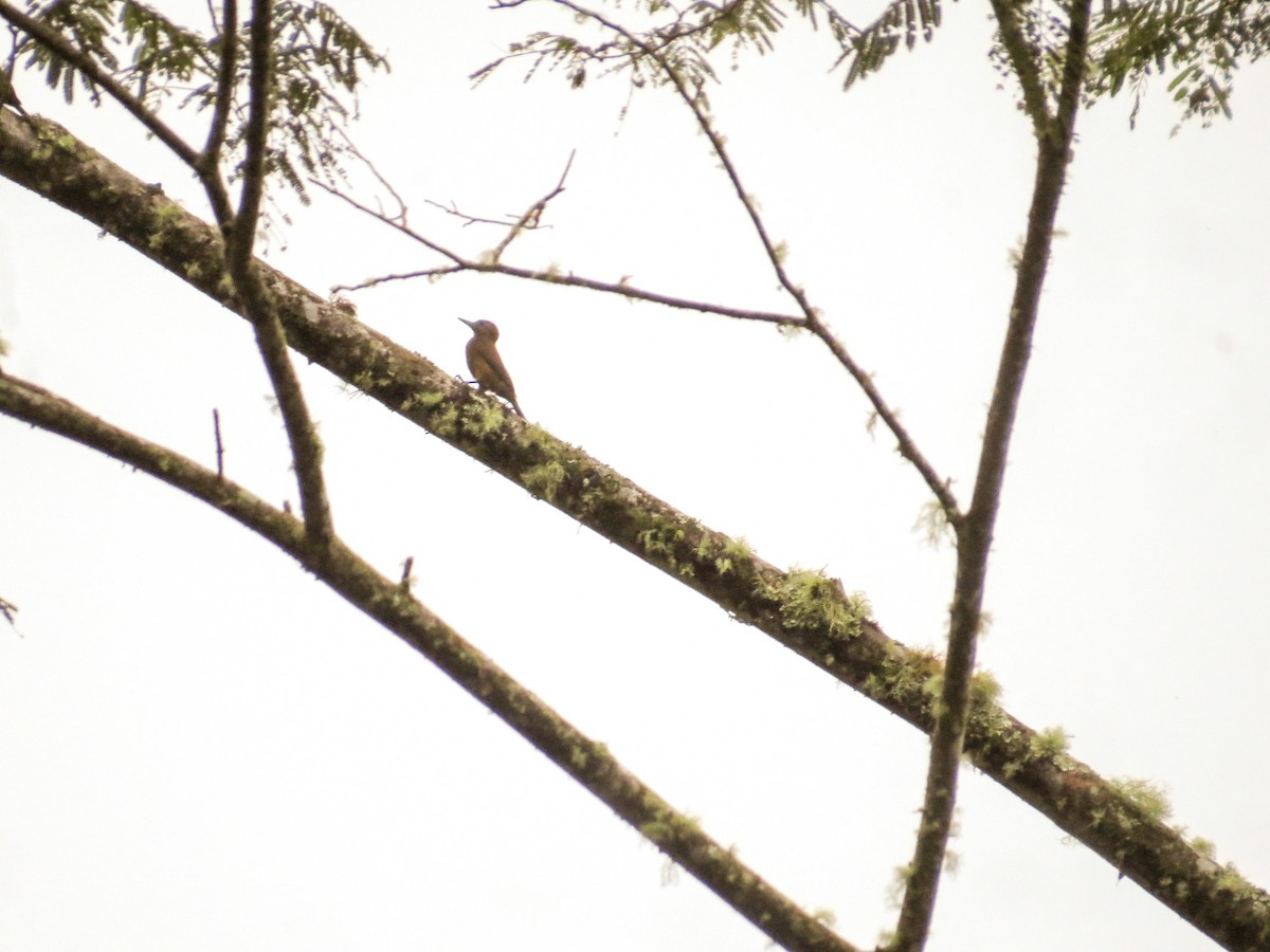 Smoky-brown Woodpecker - Carlos E. Delgado (JUMABITA)