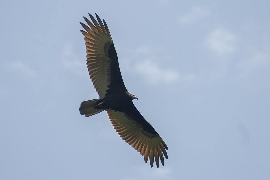 Turkey Vulture - Johnathan Dadds