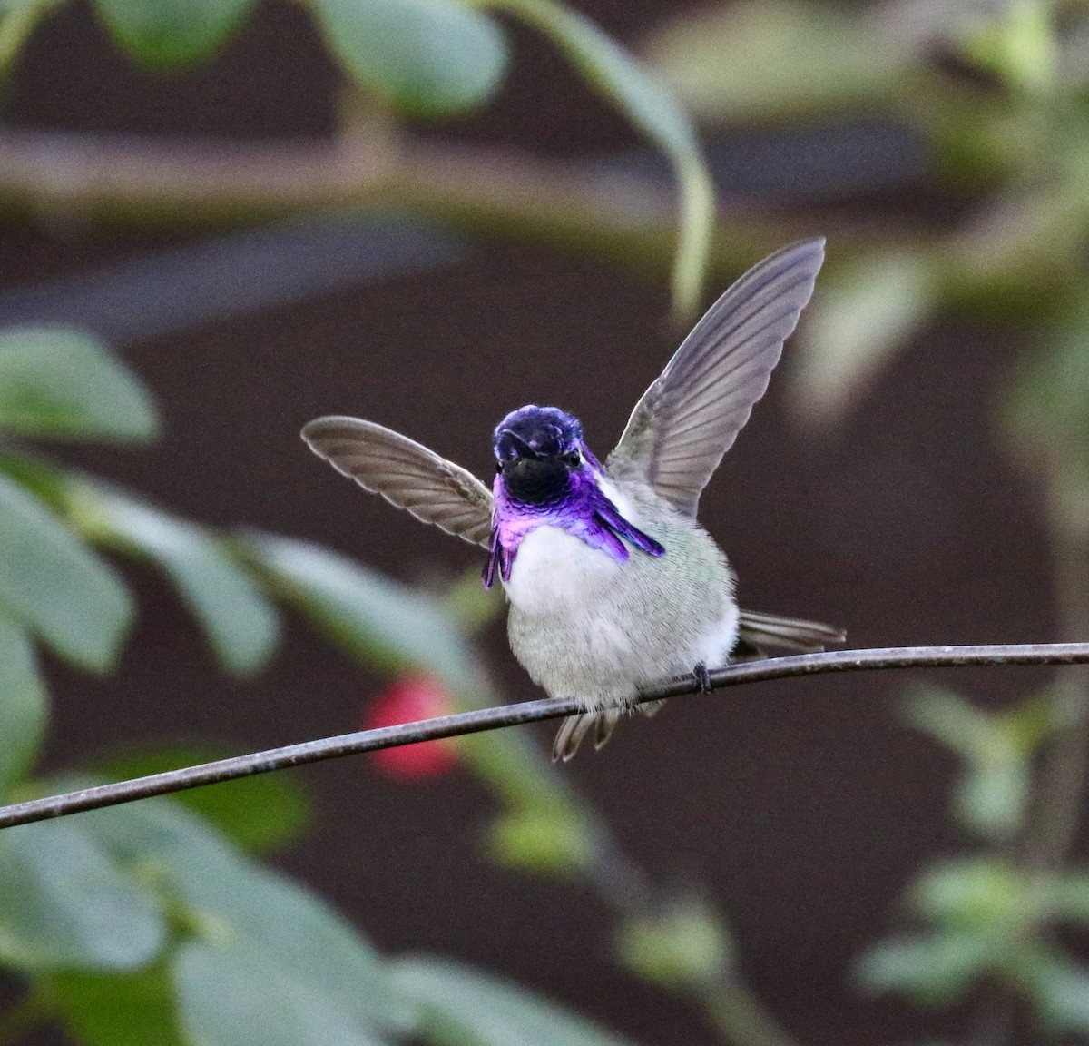 Costa's Hummingbird - ML390642401