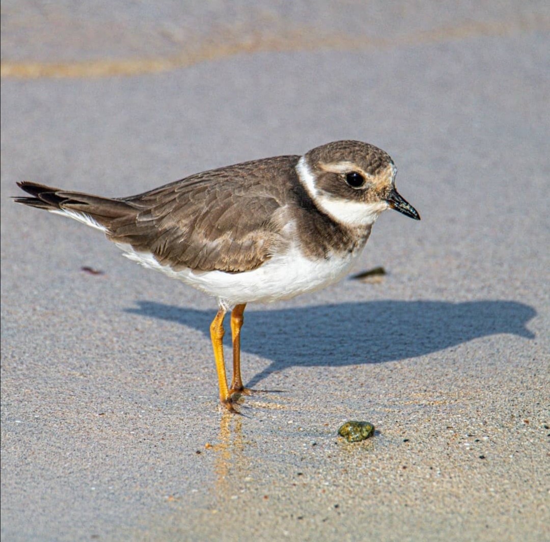 Common Ringed Plover - ML390648201