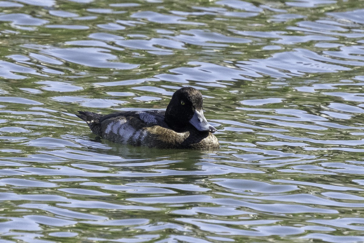 Greater/Lesser Scaup - ML390653711