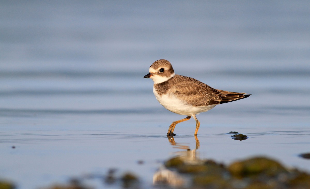 Semipalmated Plover - ML39065721