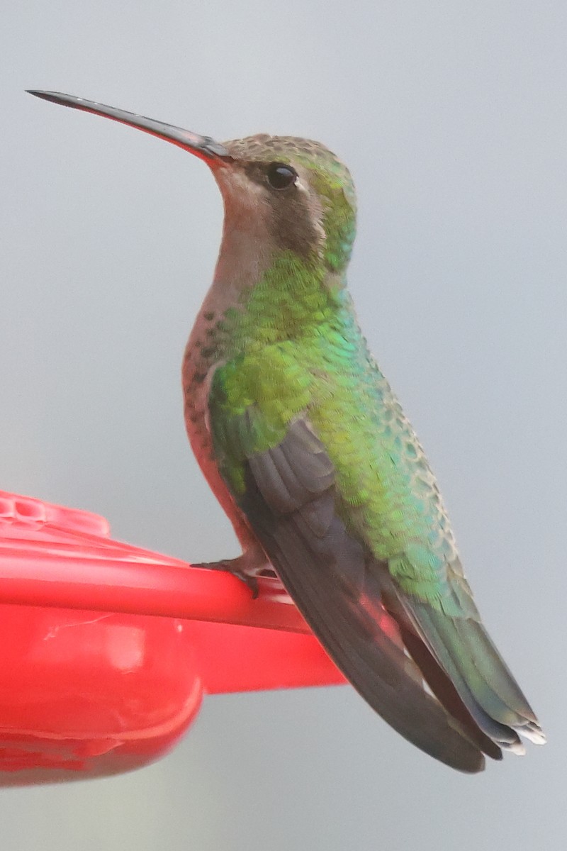 Broad-billed Hummingbird - Piming Kuo