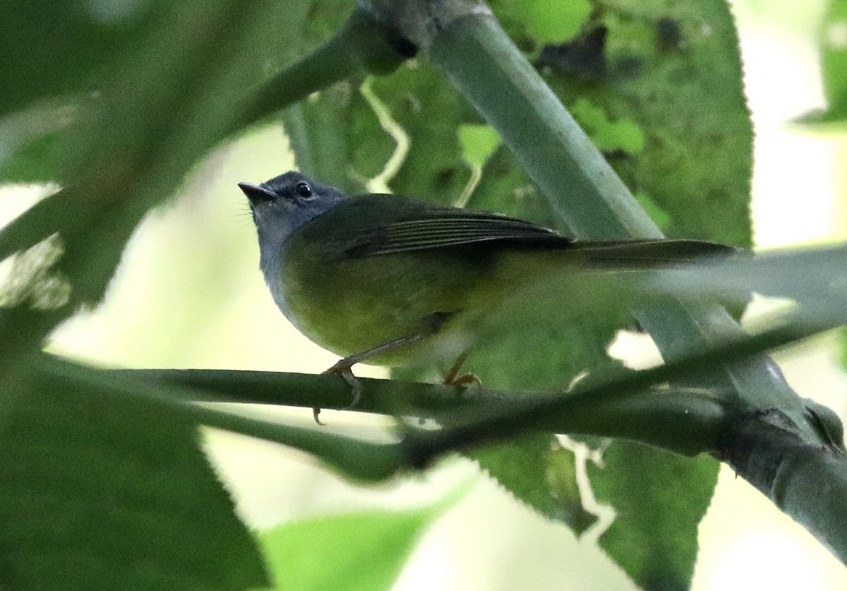 Gray-throated Warbler - ML390660521