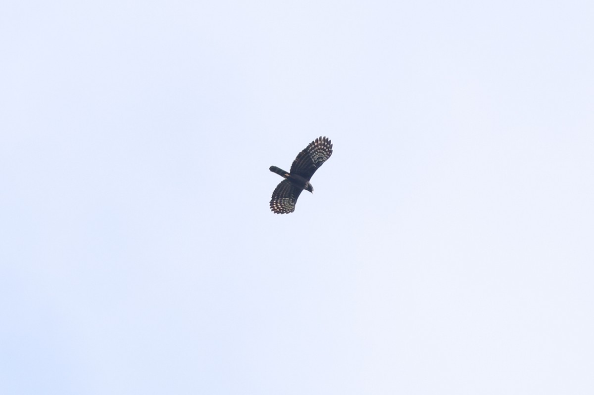 Black Hawk-Eagle - Knut Hansen