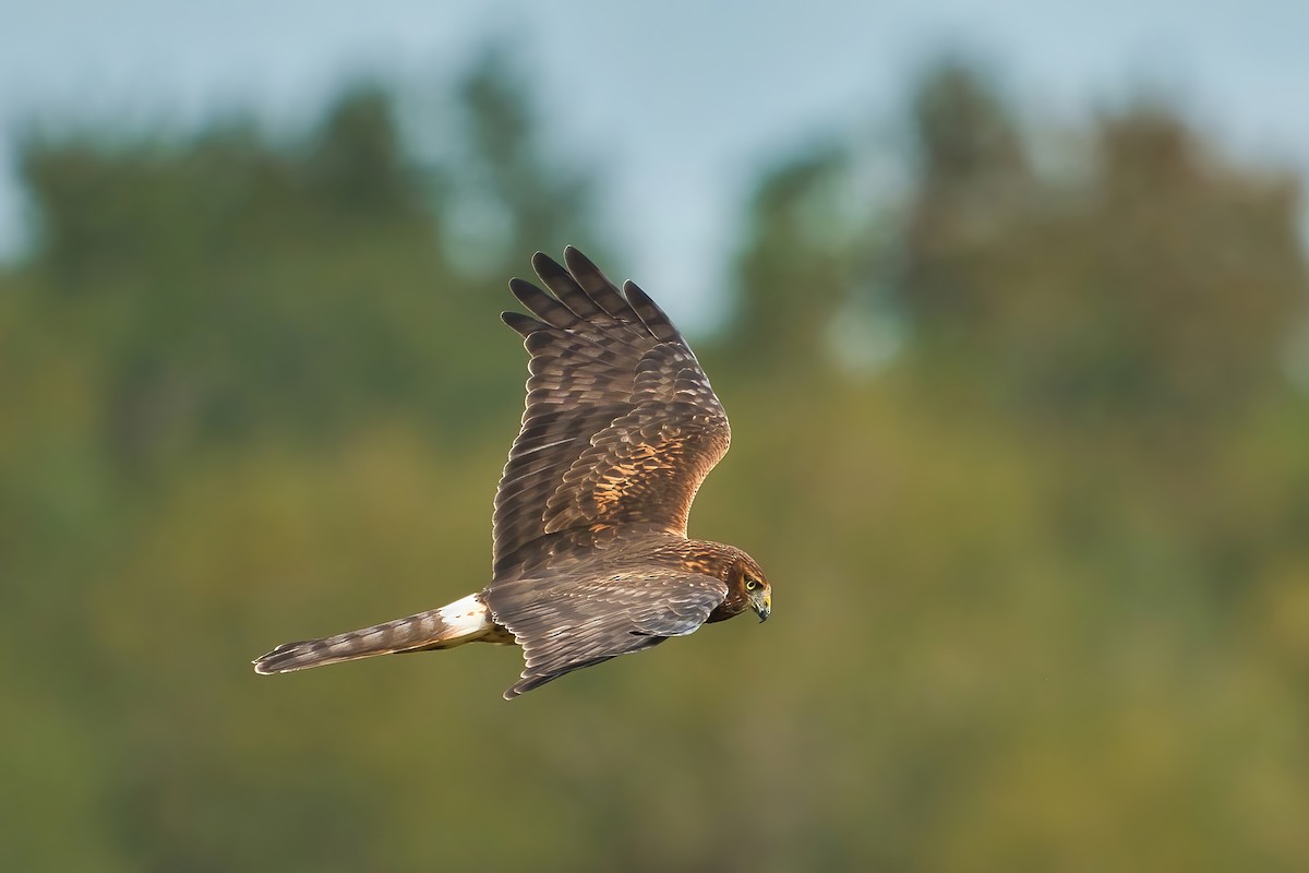 Northern Harrier - June and Gary Daniels
