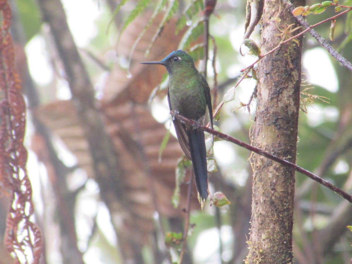 Violet-tailed Sylph - ML390664601