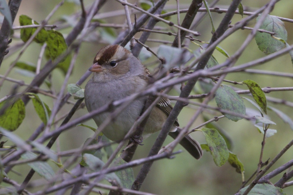 White-crowned Sparrow - ML39066511