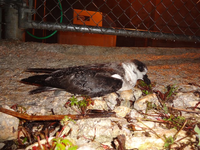 Bird landed on the ground attracted to light of the cell phone tower; Ouest, Haiti. - Black-capped Petrel - 