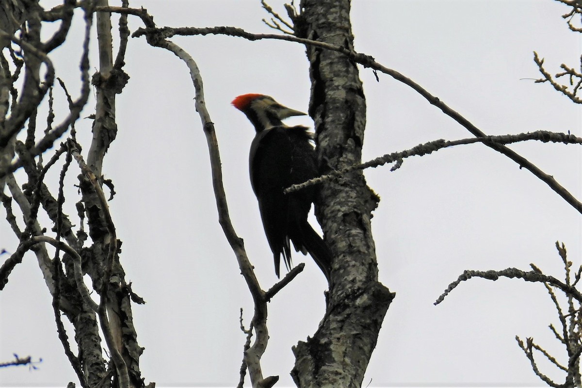 Pileated Woodpecker - Geoffrey Newell