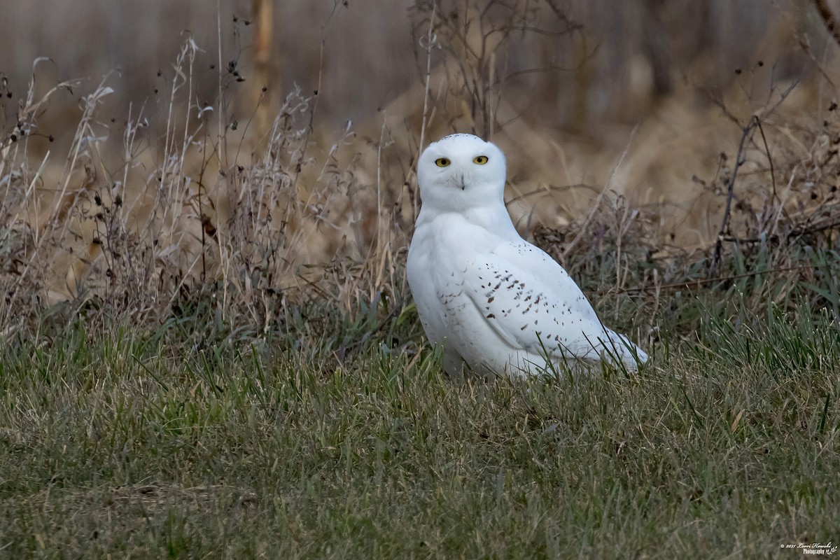Snowy Owl - Lorri Howski 🦋