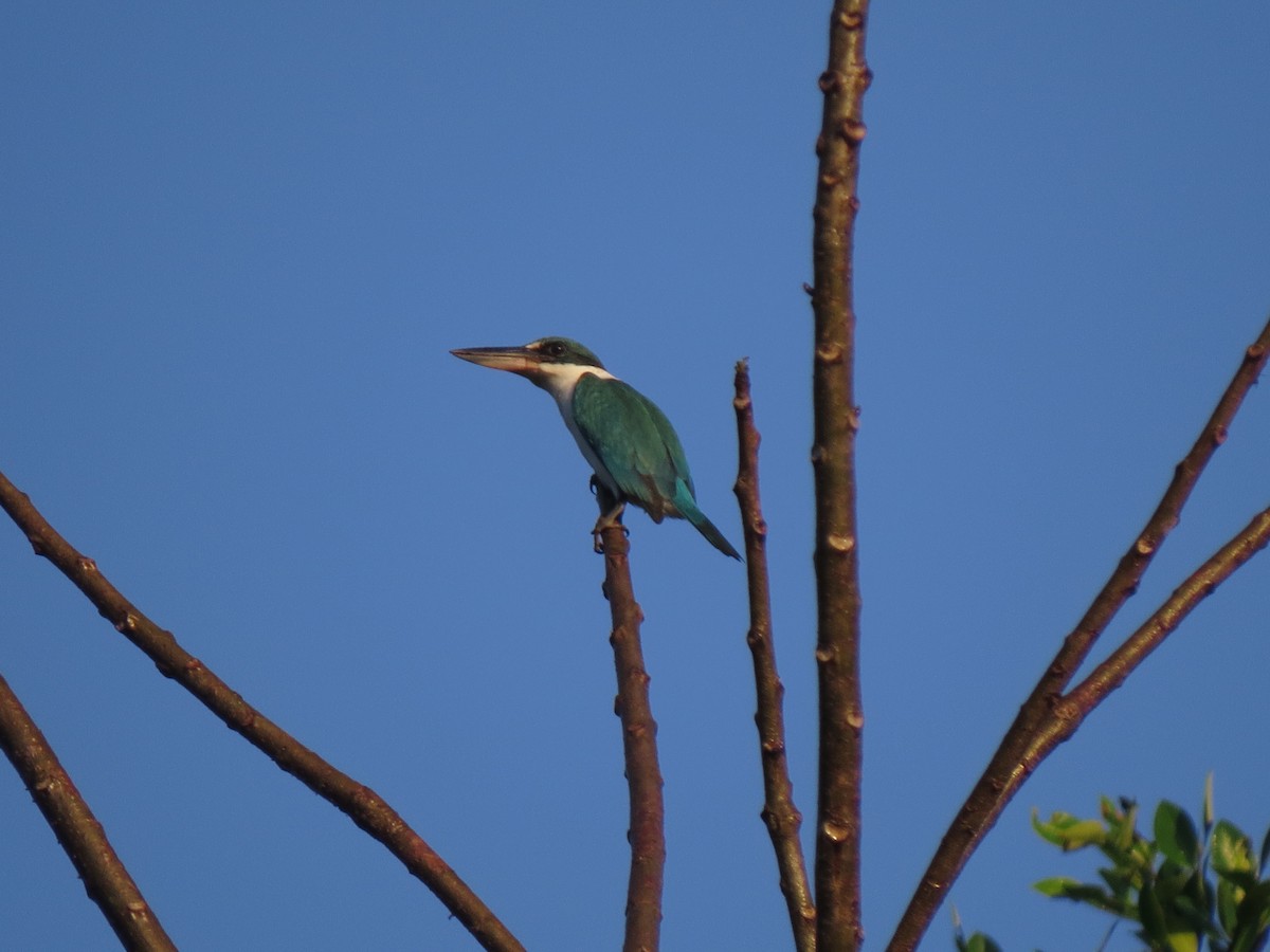 Collared Kingfisher (Collared) - Keith Langdon