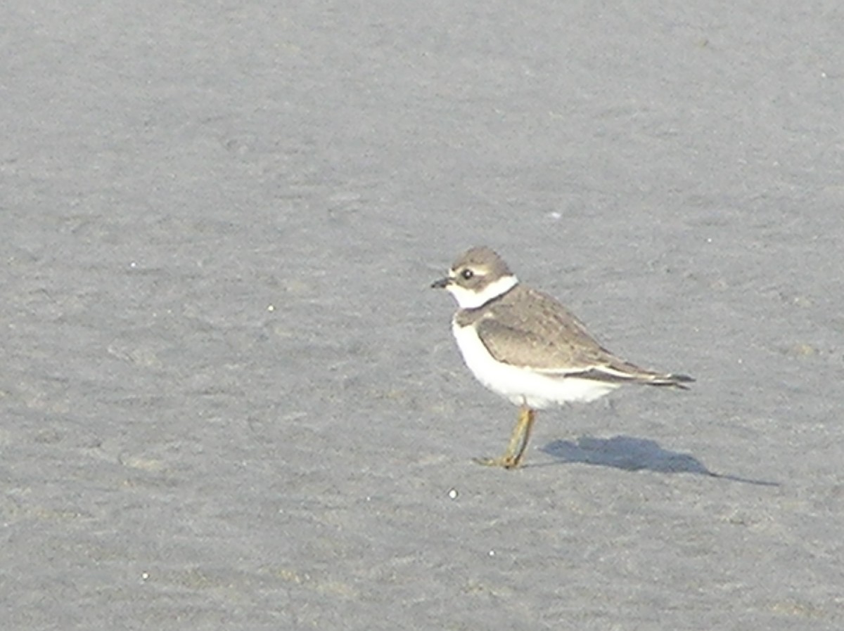 Semipalmated Plover - Isaiah Nugent