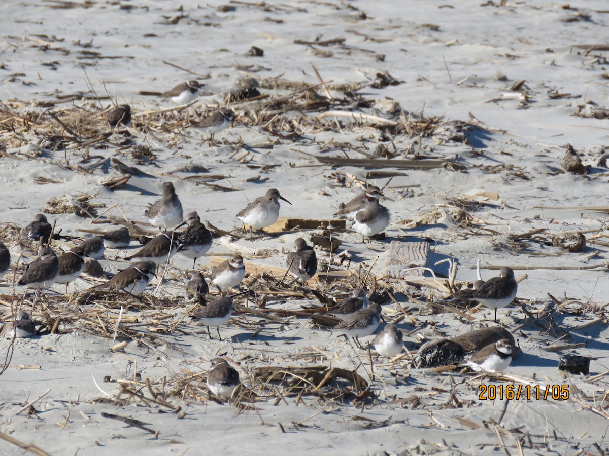Semipalmated Plover - Pamela Ford