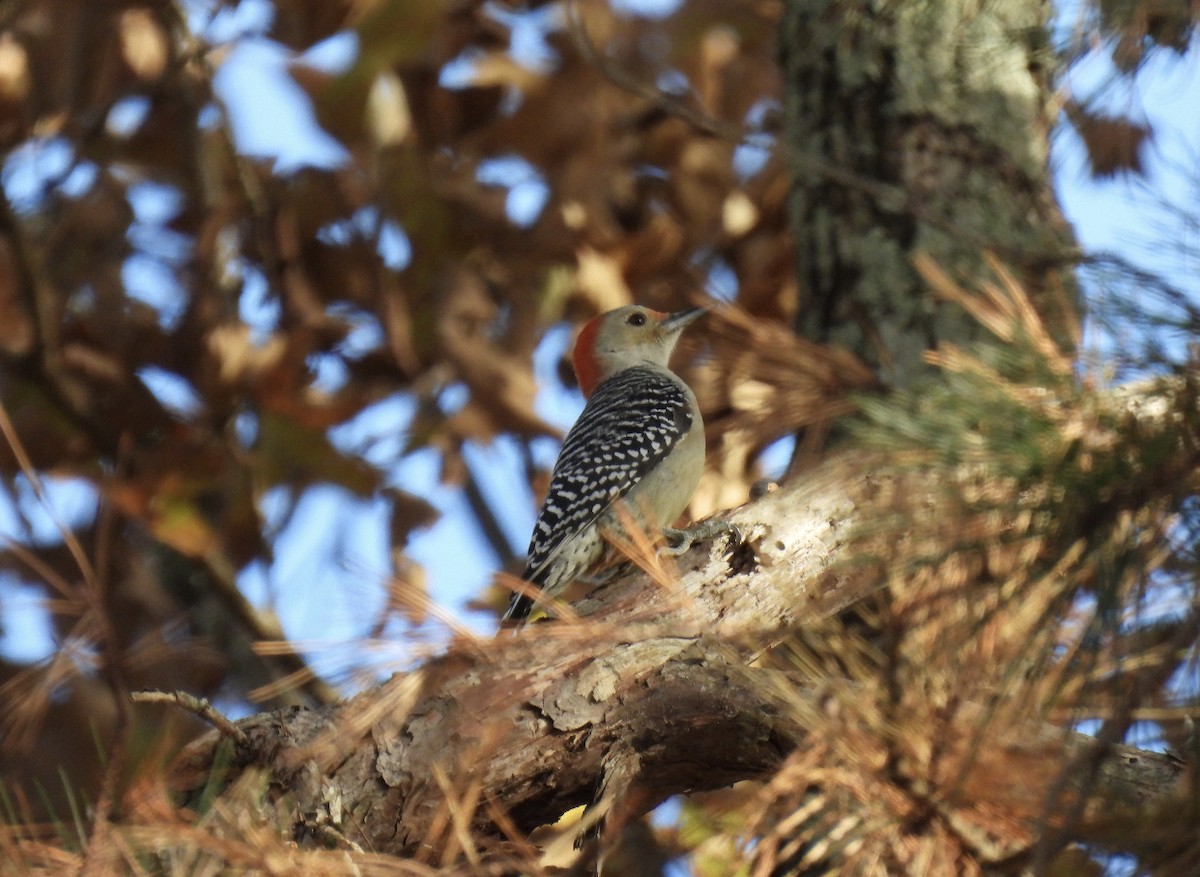 Red-bellied Woodpecker - ML390688761