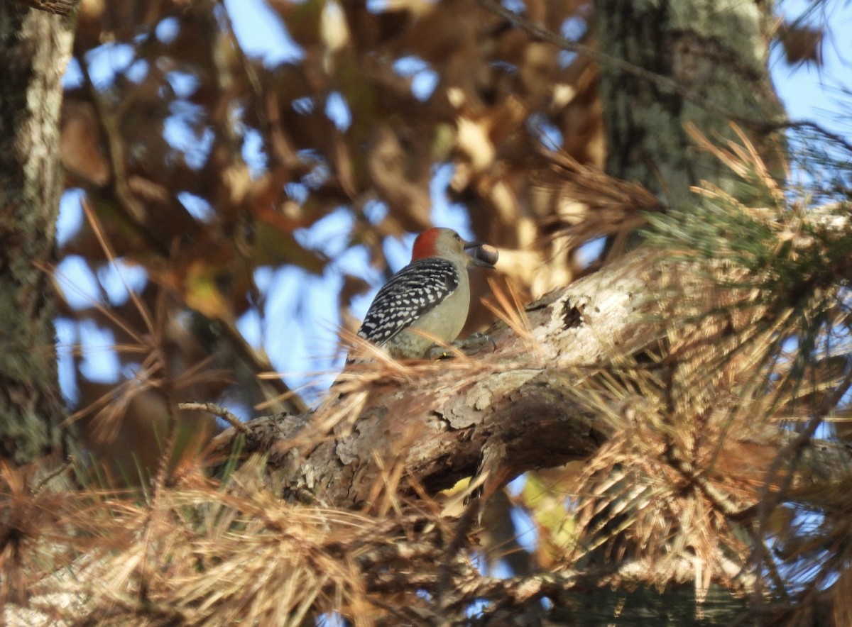 Red-bellied Woodpecker - ML390688771