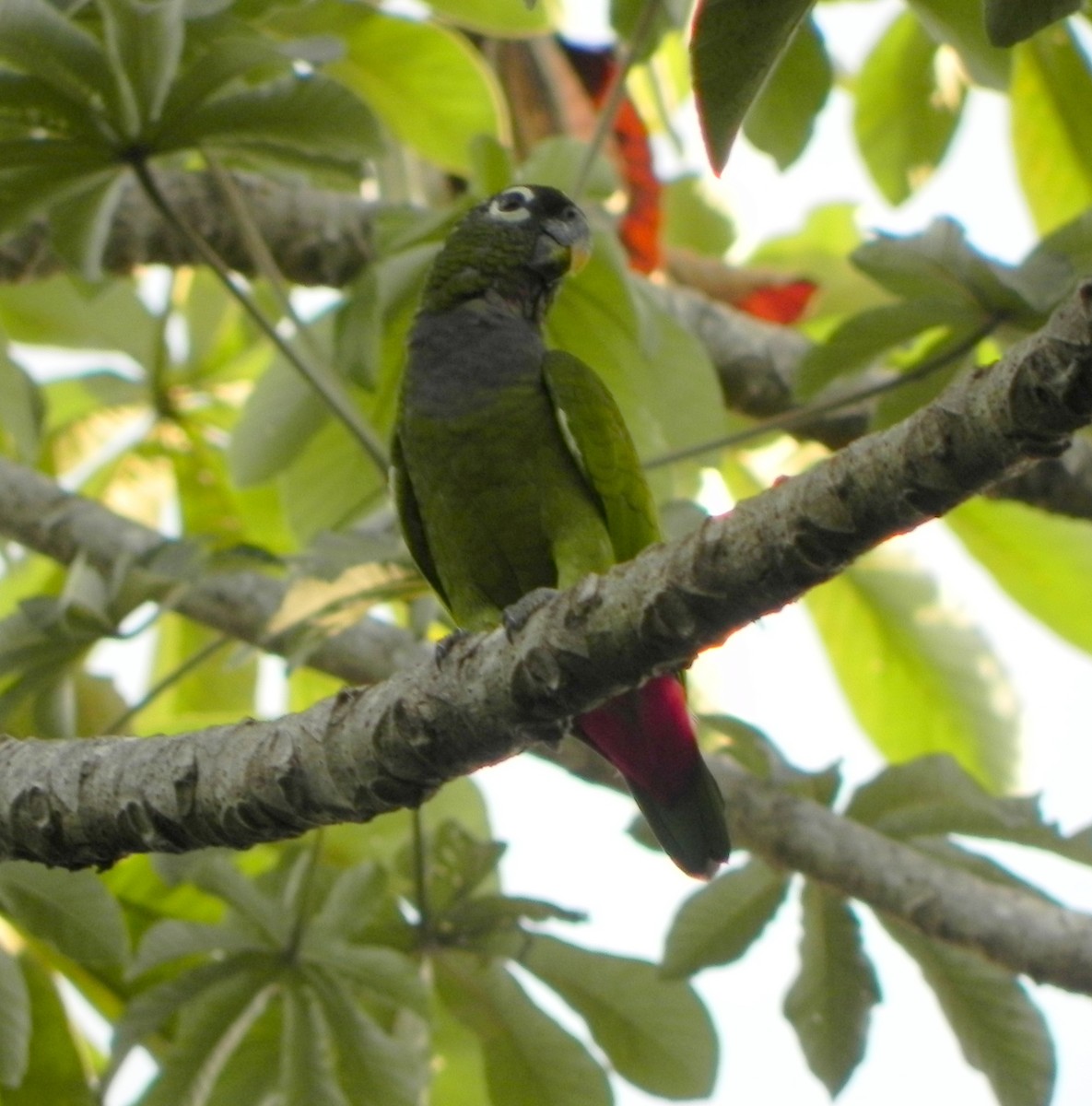Scaly-headed Parrot - ML39069581