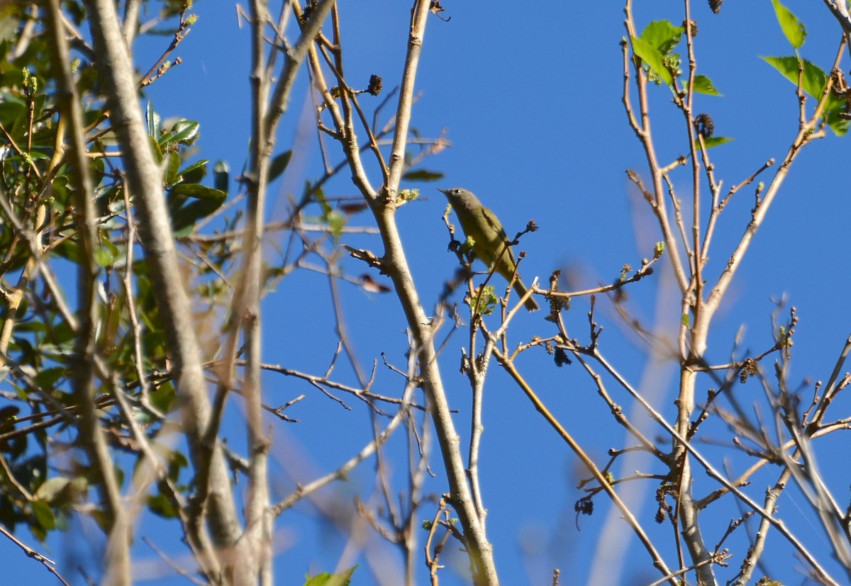 Orange-crowned Warbler - Thomas Rohtsalu