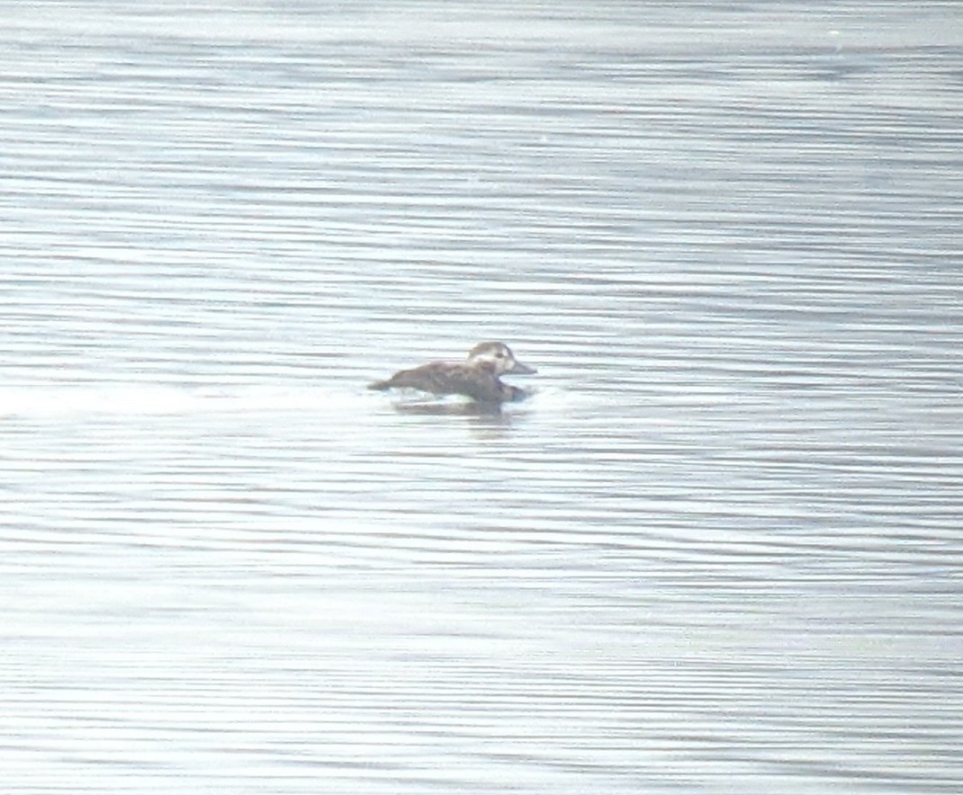 Long-tailed Duck - ML390710261