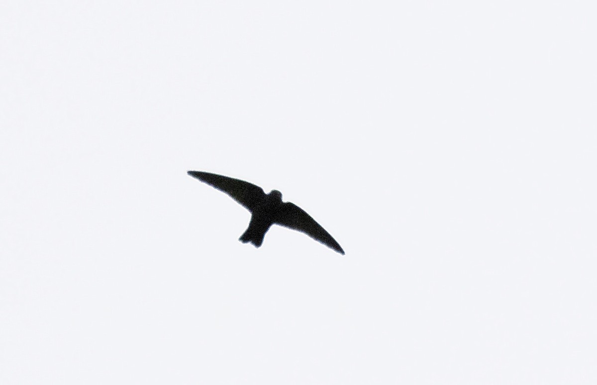 Square-tailed Sawwing - ML390711571