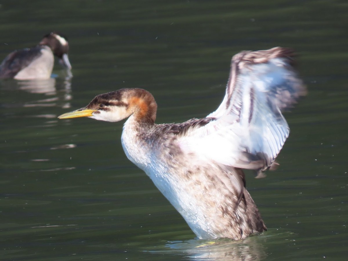 Red-necked Grebe - ML390716441
