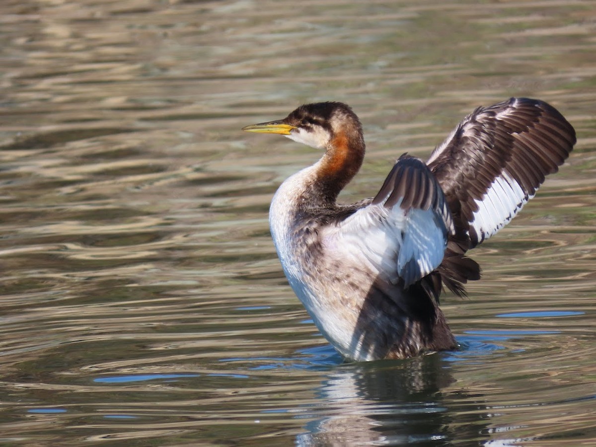 Red-necked Grebe - ML390716731