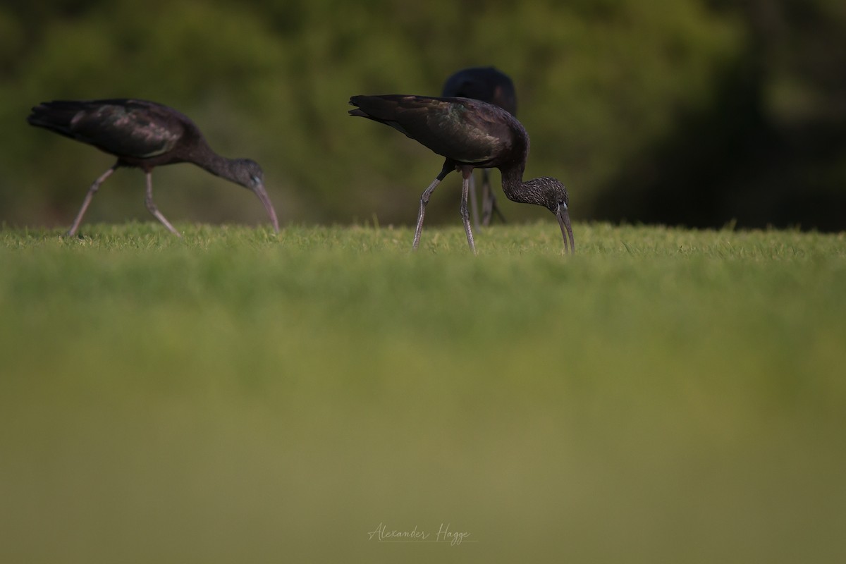ibis hnědý - ML390718531