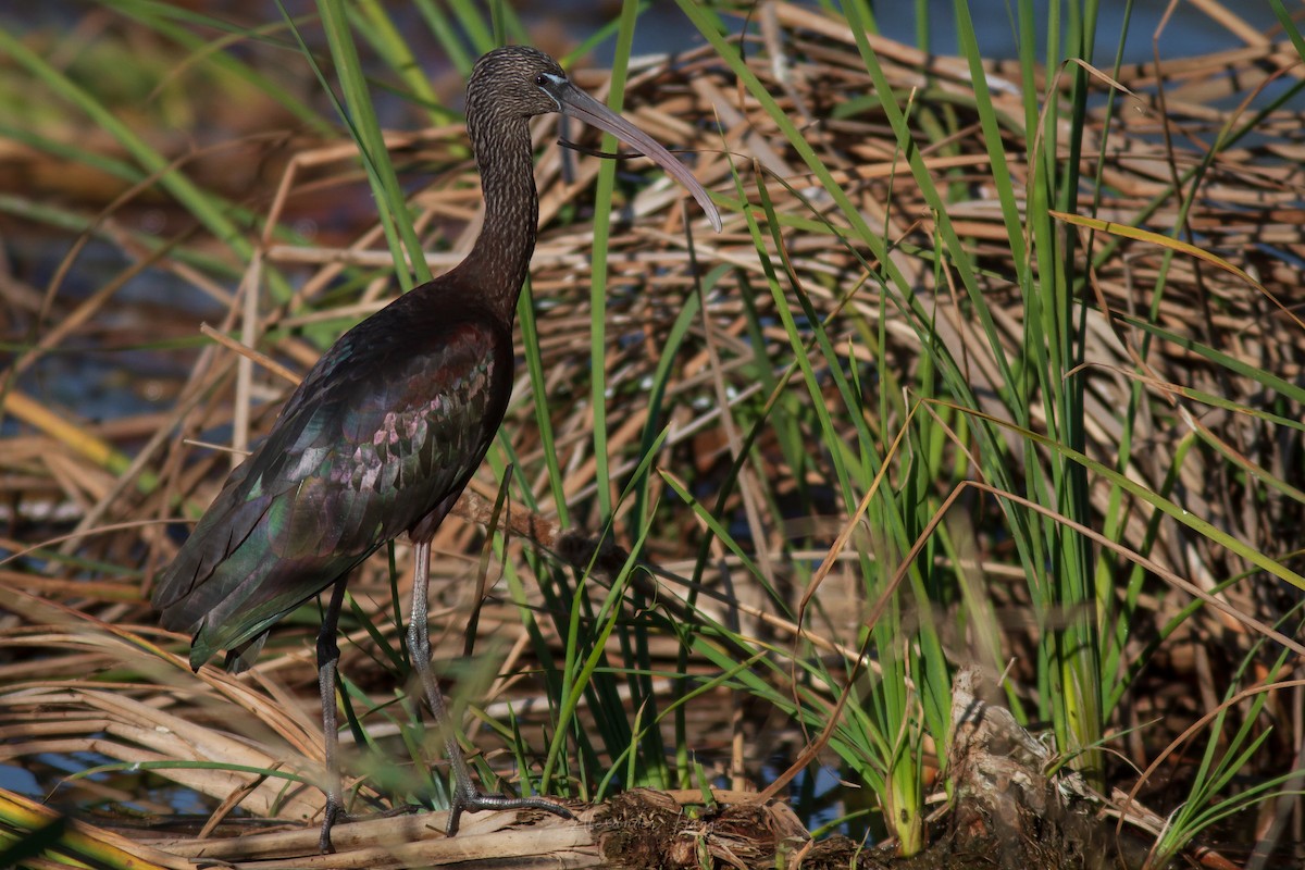 ibis hnědý - ML390718541