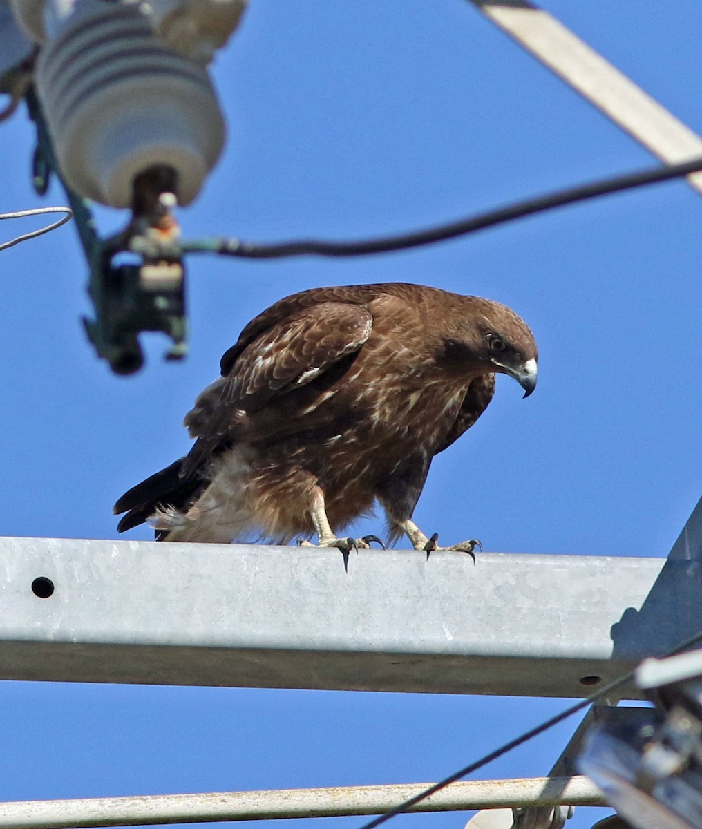Red-tailed Hawk (Harlan's) - ML390719451