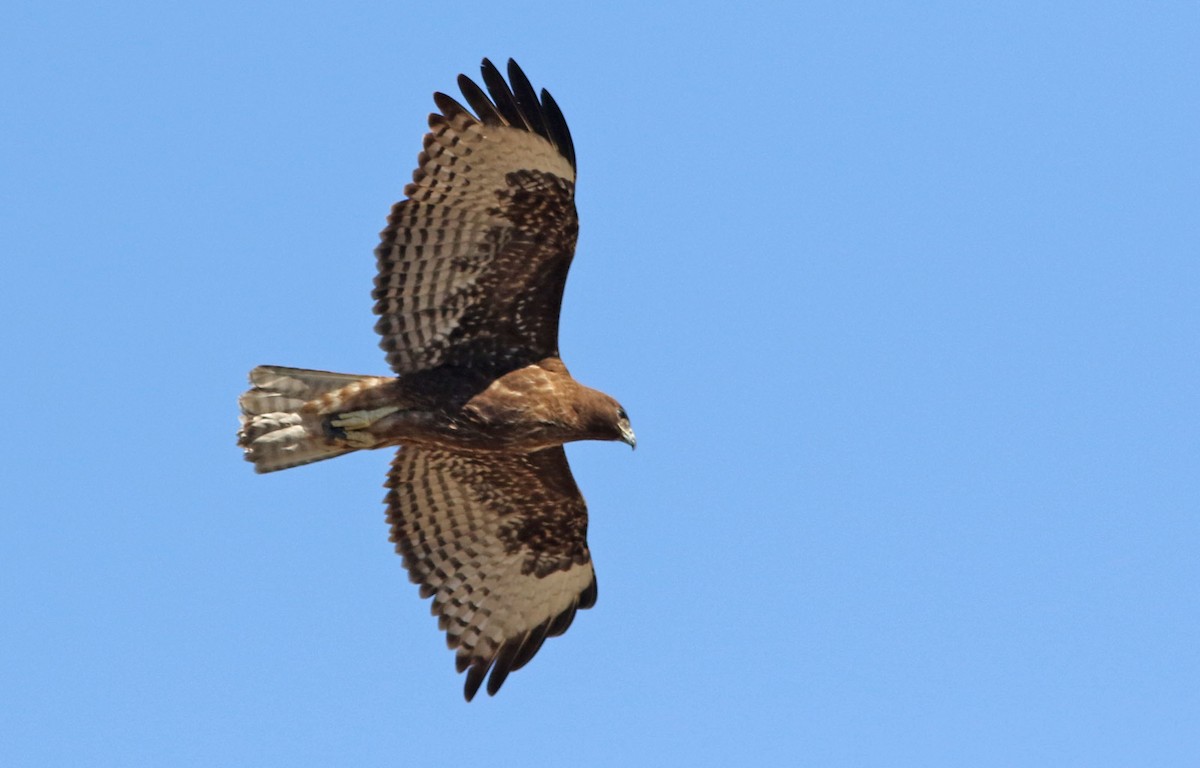 Red-tailed Hawk (Harlan's) - ML390719491