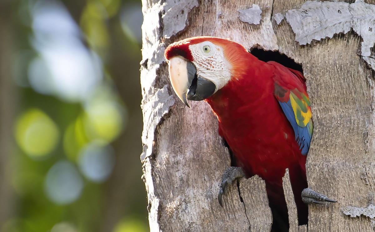 Scarlet Macaw - ML390724231