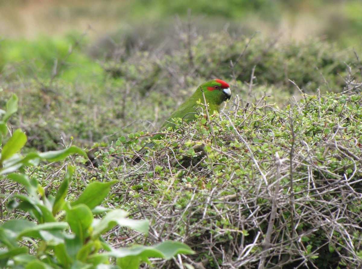 Red-crowned Parakeet - ML390726301