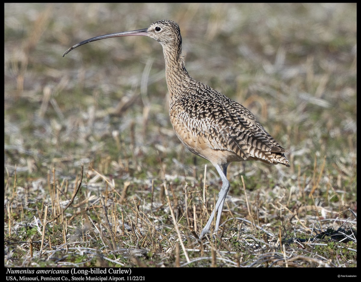 Long-billed Curlew - ML390728031
