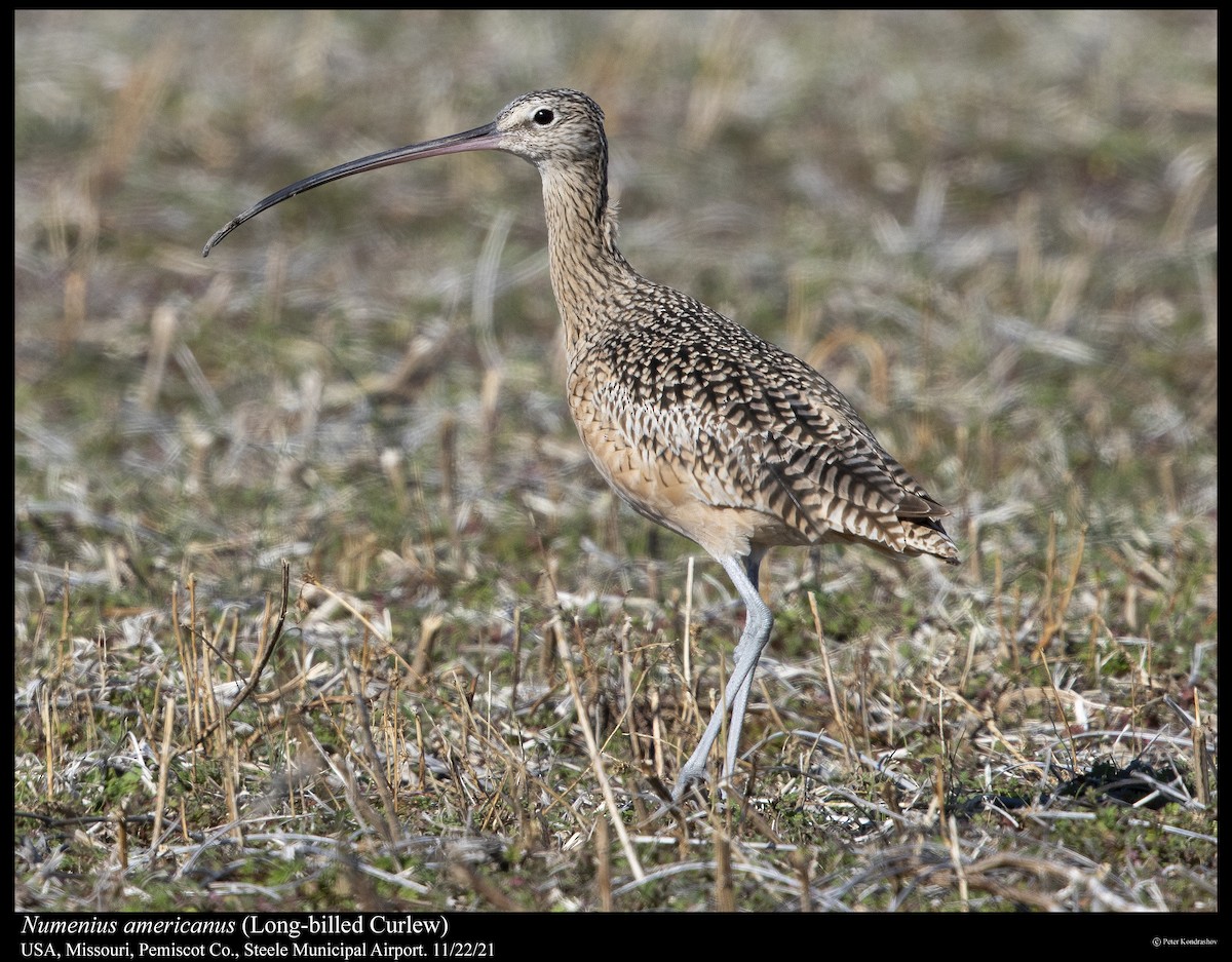 Long-billed Curlew - ML390728051