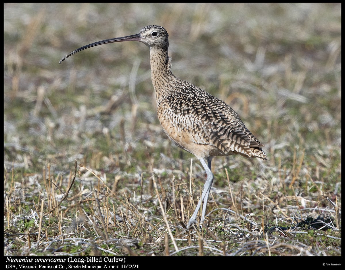 Long-billed Curlew - ML390728061