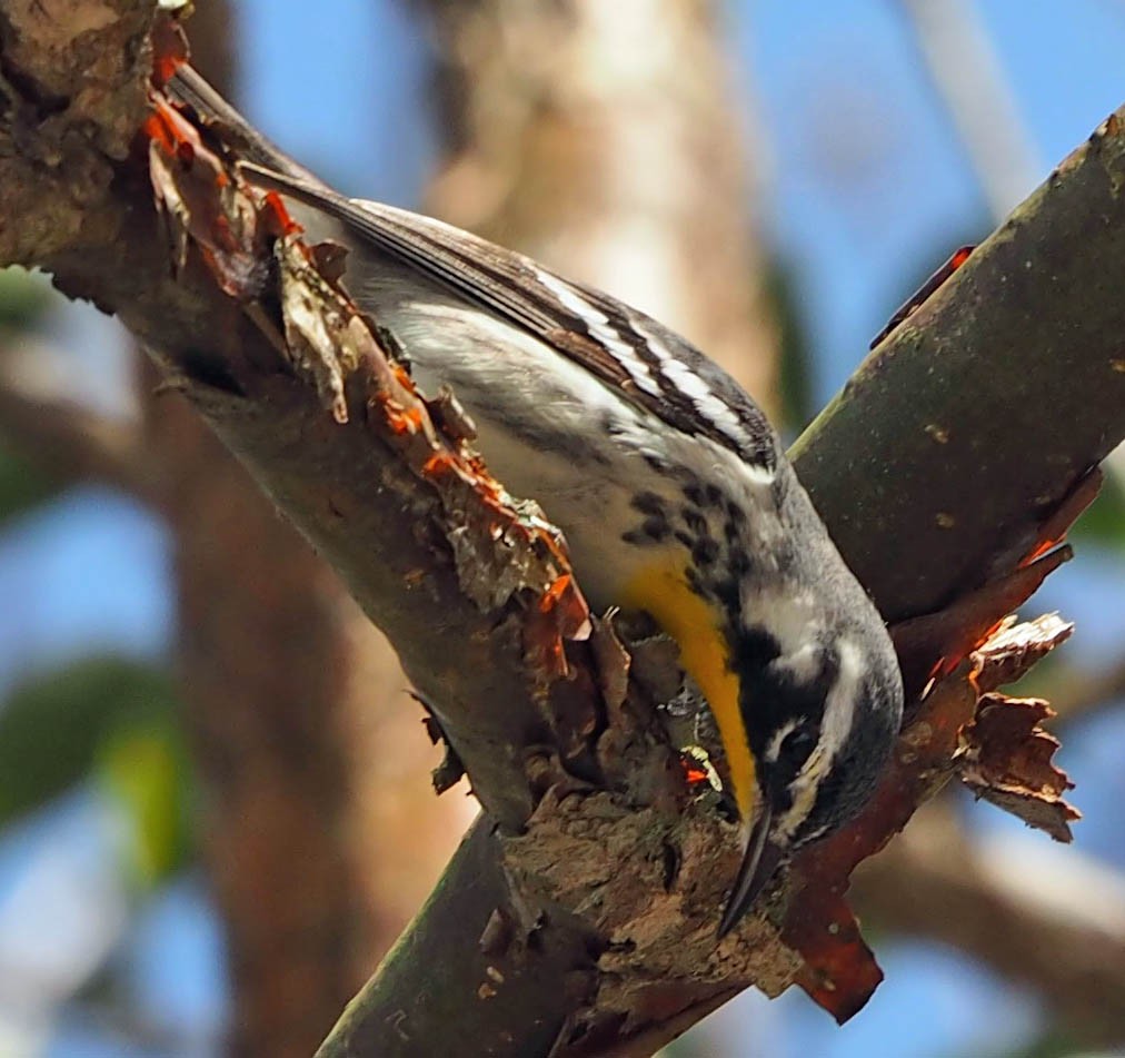 Yellow-throated Warbler - ML39072981
