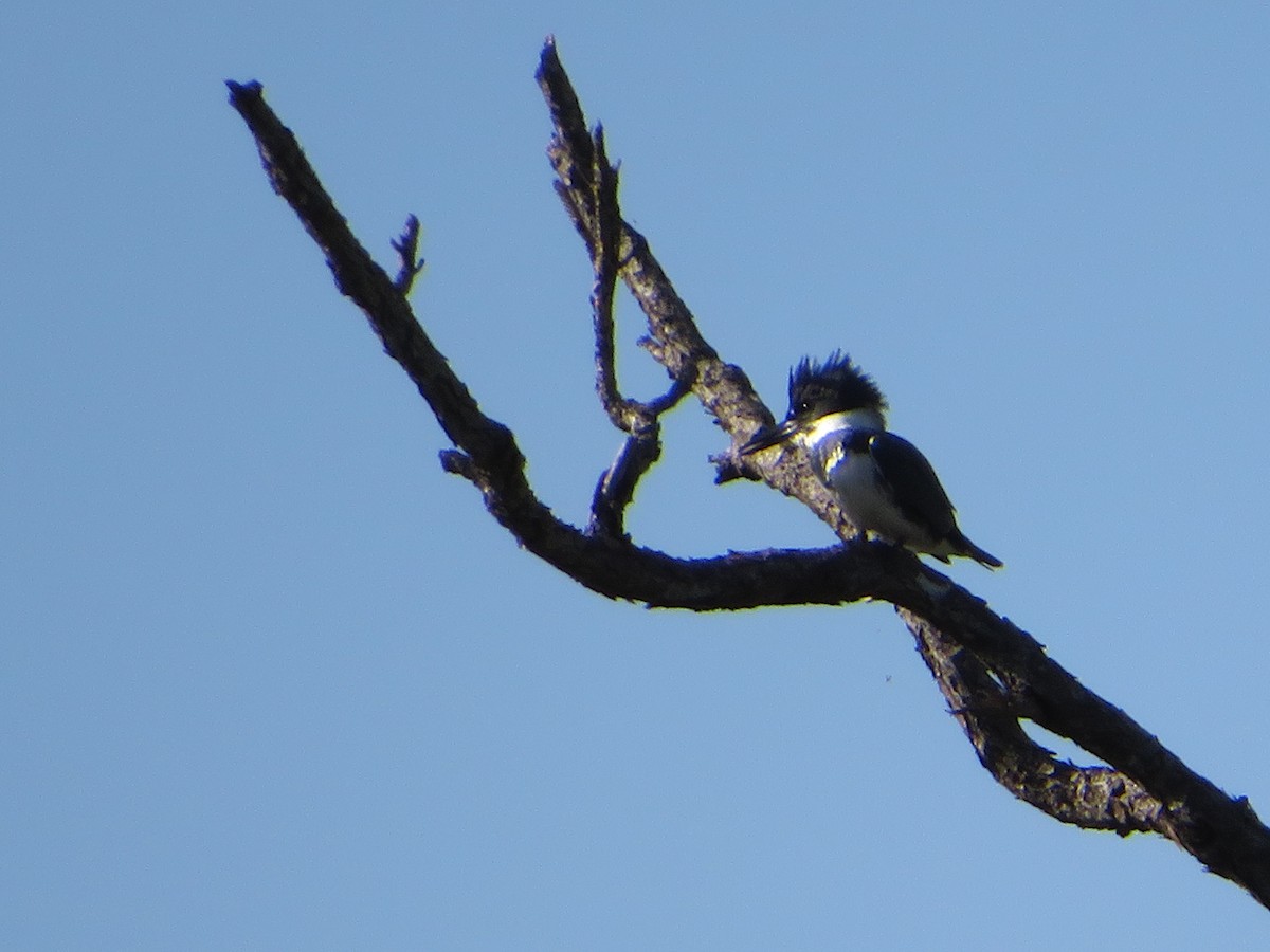 Belted Kingfisher - ML390733071