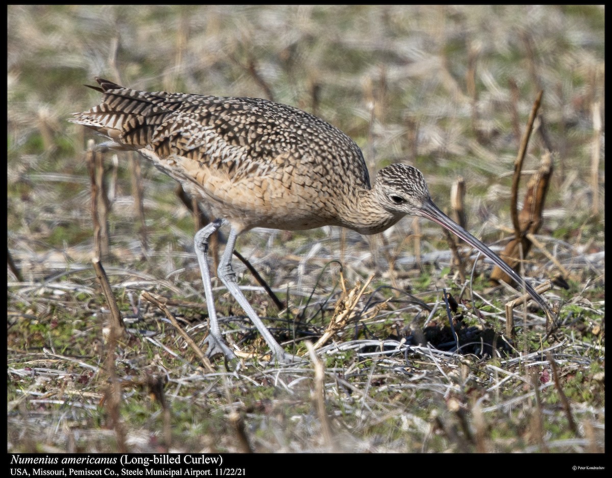Long-billed Curlew - ML390734381