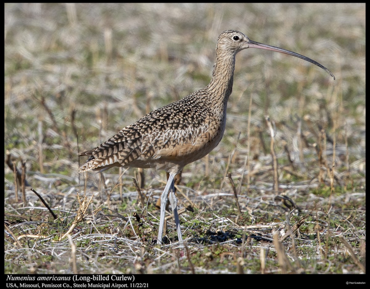 Long-billed Curlew - ML390734401