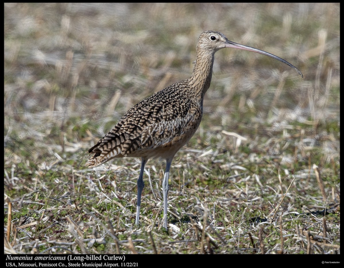 Long-billed Curlew - ML390734411