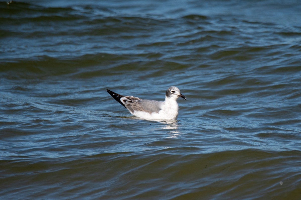 Franklin's Gull - Perry Doggrell