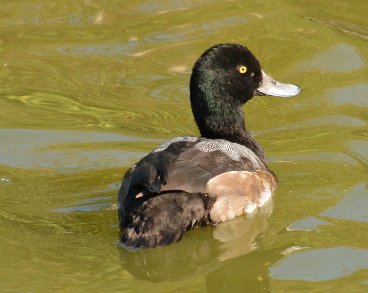 Greater/Lesser Scaup - ML390737711