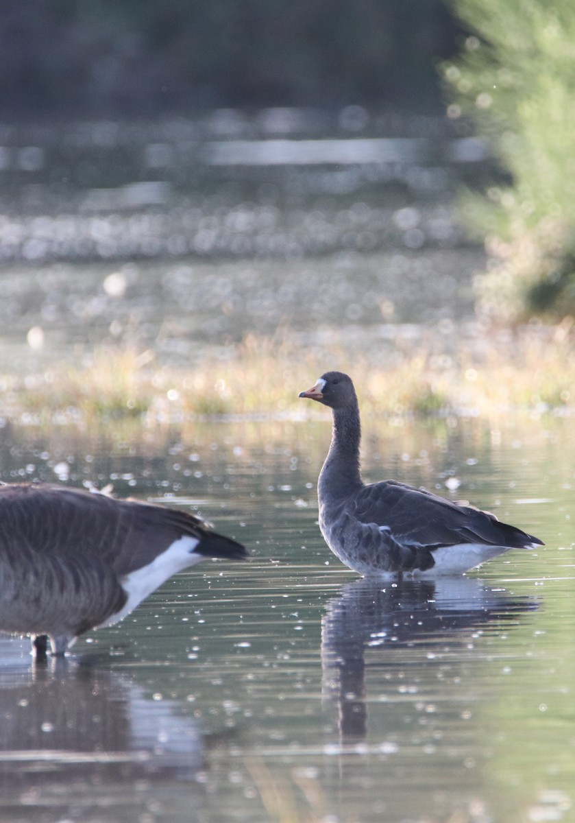 Greater White-fronted Goose - ML390741361