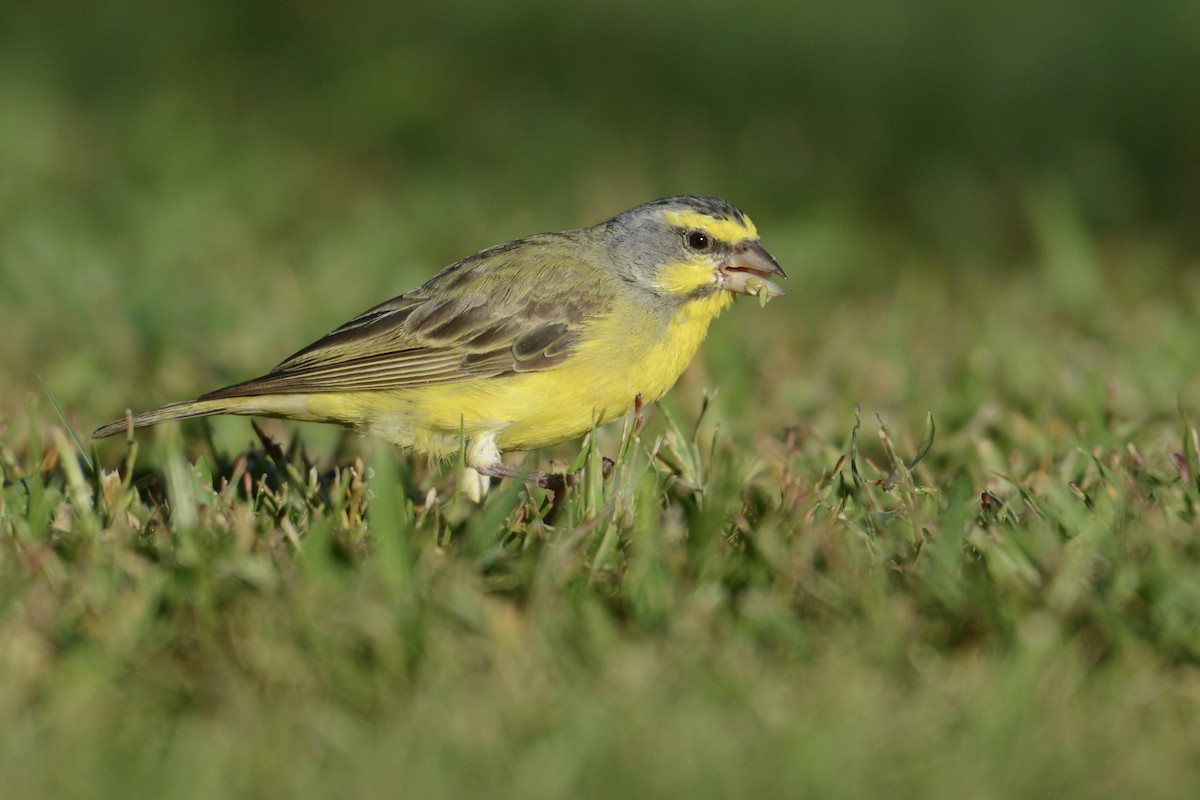 Yellow-fronted Canary - ML390744951