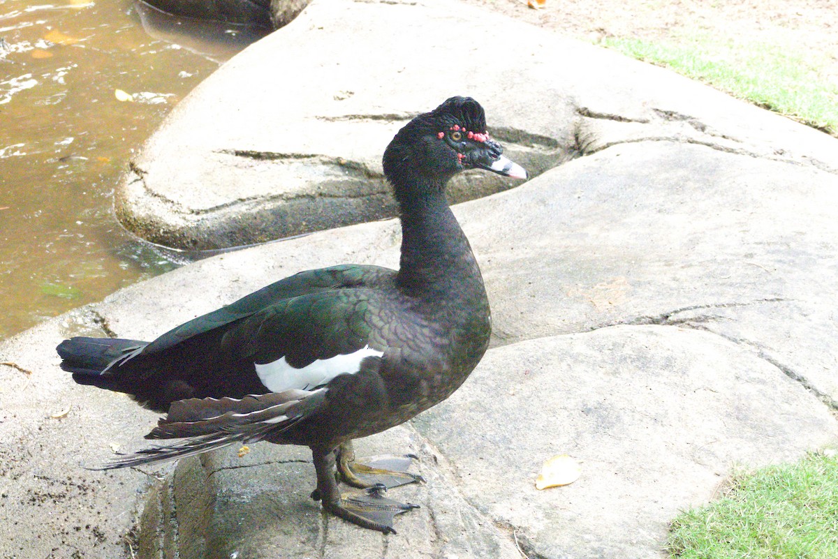 Muscovy Duck (Domestic type) - ML390746831