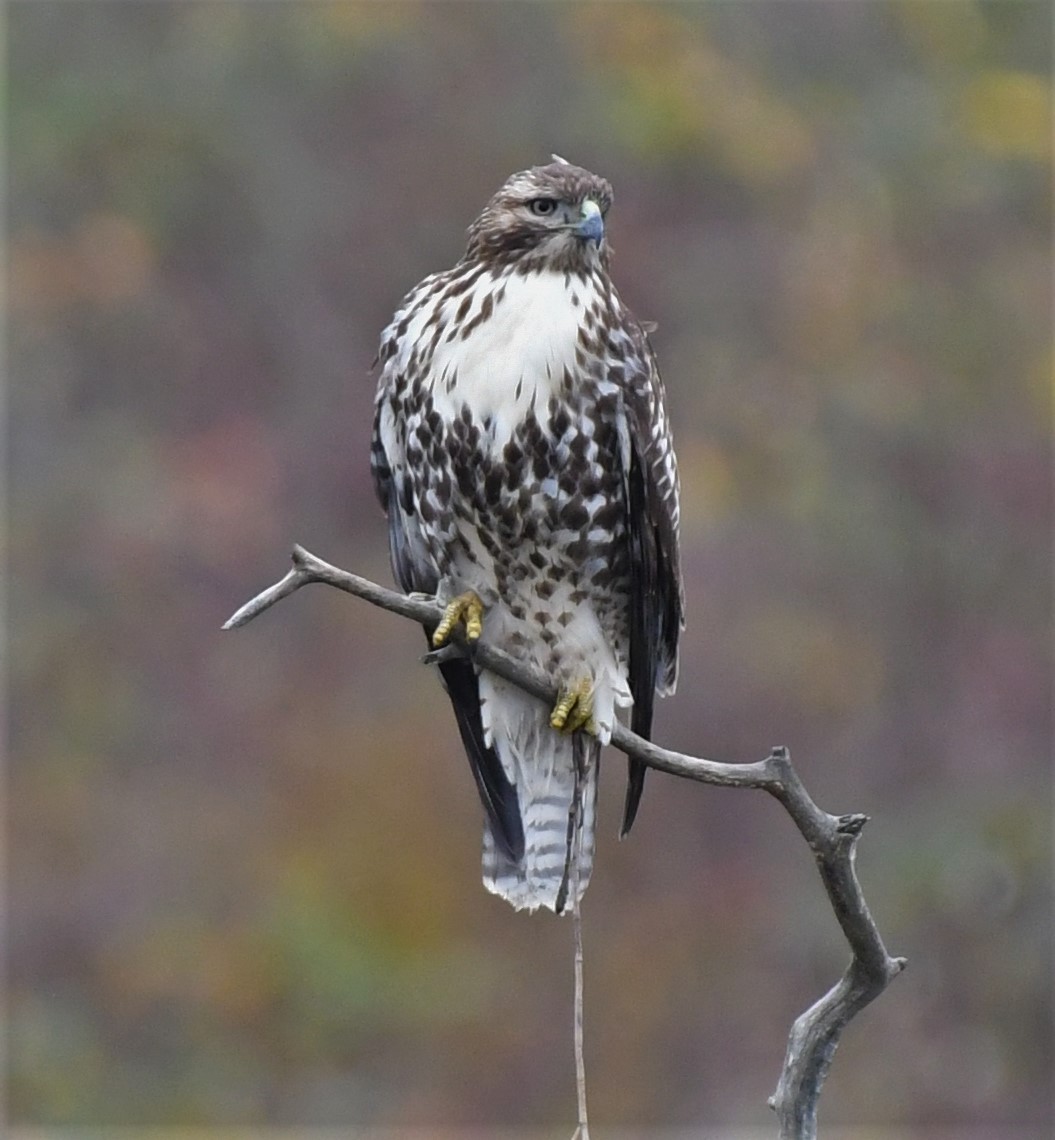 Red-tailed Hawk - ML390751771